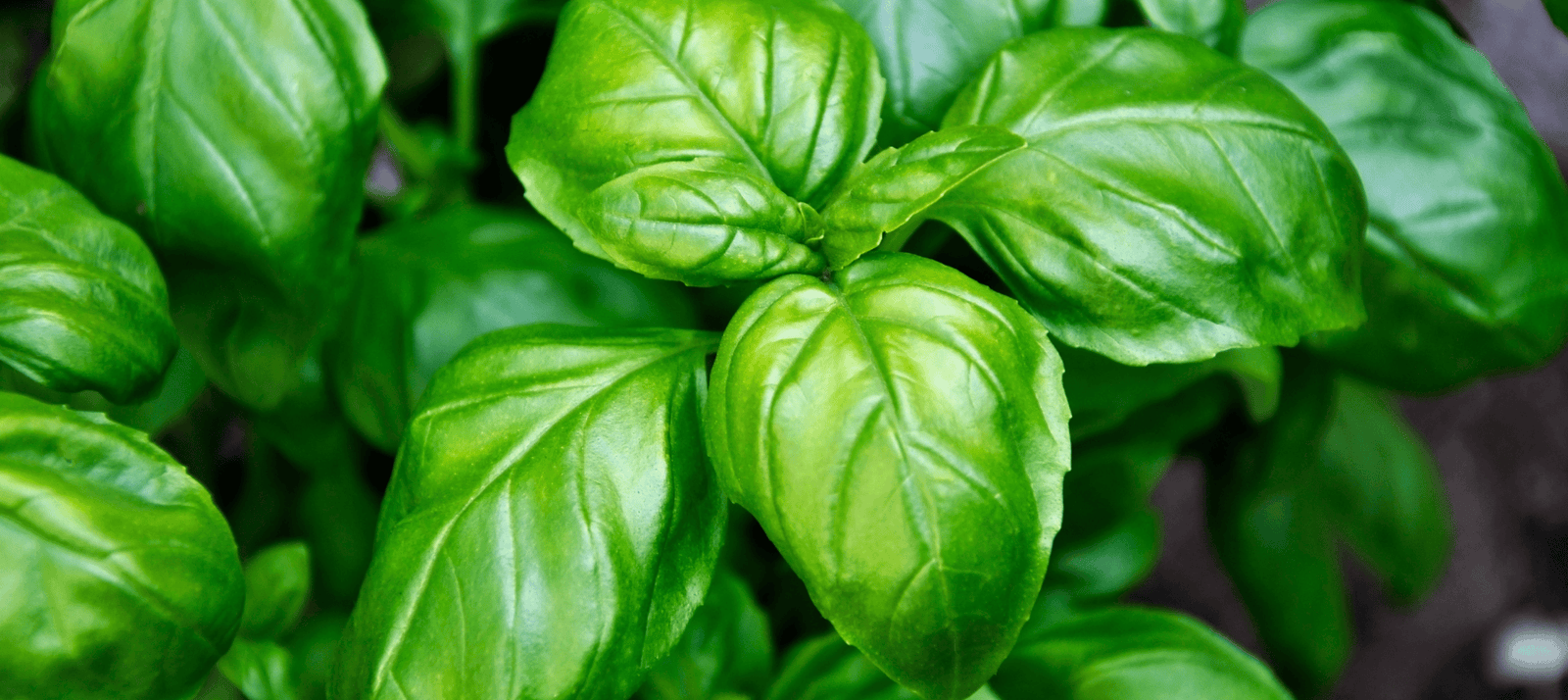 Basilicum zaaien - snelle startinfo