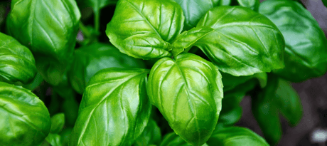 Basilicum zaaien - snelle startinfo