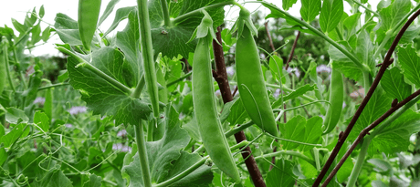 Sluimererwten zaaien - snelle startfiche