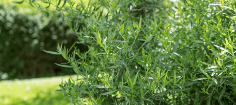 Dragon zaaien - snelle startfiche