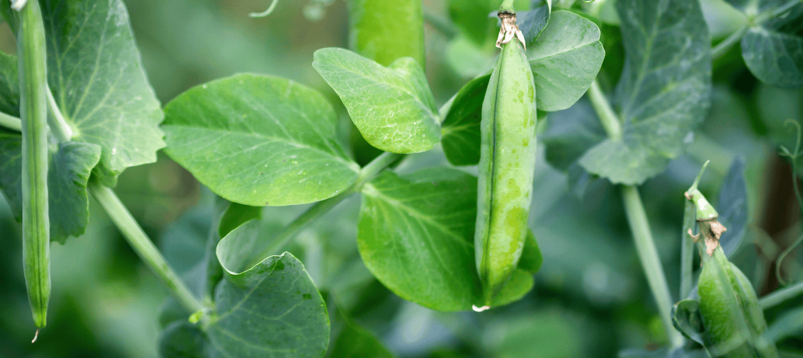 Doperwten zaaien - snelle startfiche