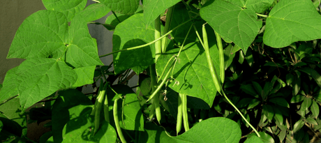 Hoe kweek ik staak- of stokprinsessenbonen