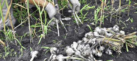 Knoflook planten - snelle startinfo