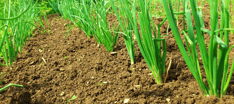 Sjalot planten - snelle startfiche