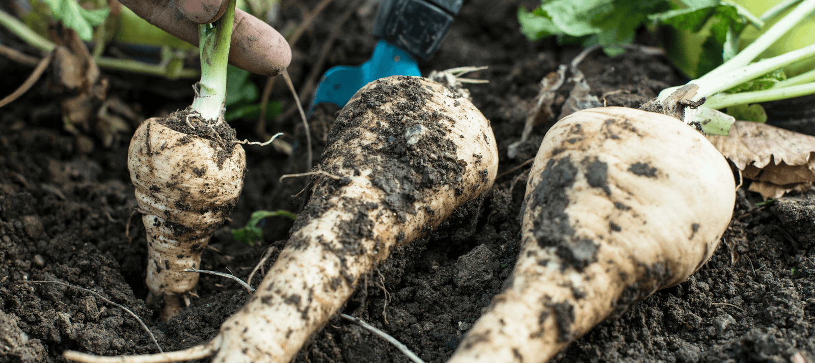 Pastinaak zaaien - snelle startfiche