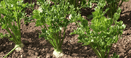 Knolselder zaaien - snelle startinfo