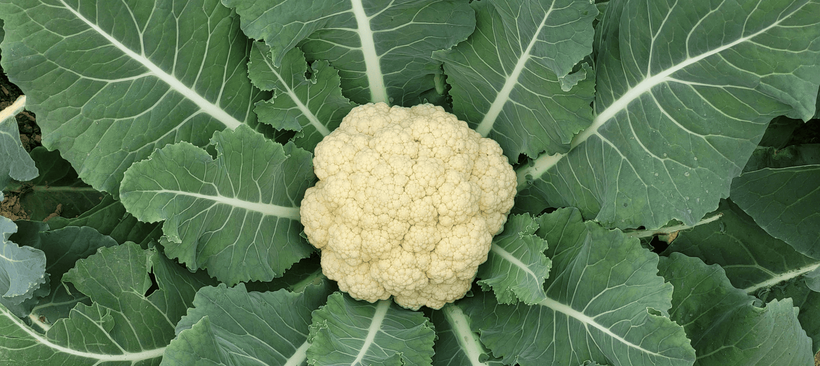 Bloemkool zaaien - snelle startfiche