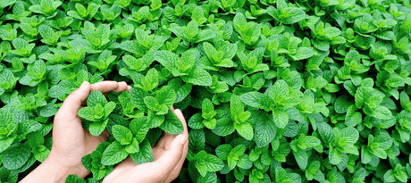 Munt zaaien - snelle startfiche