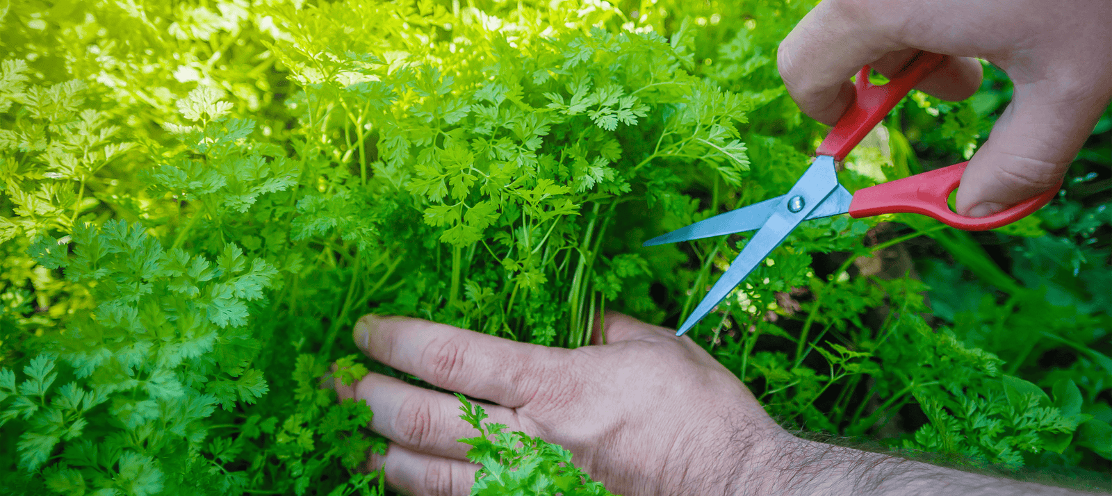 Kervel zaaien - Snelle startfiche