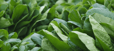 Spinazie zaaien - snelle startfiche