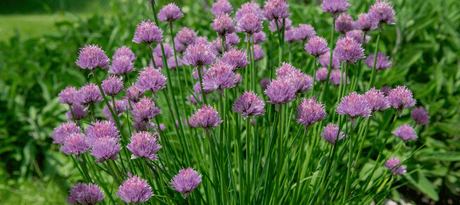 Bieslook zaaien - snelle startfiche