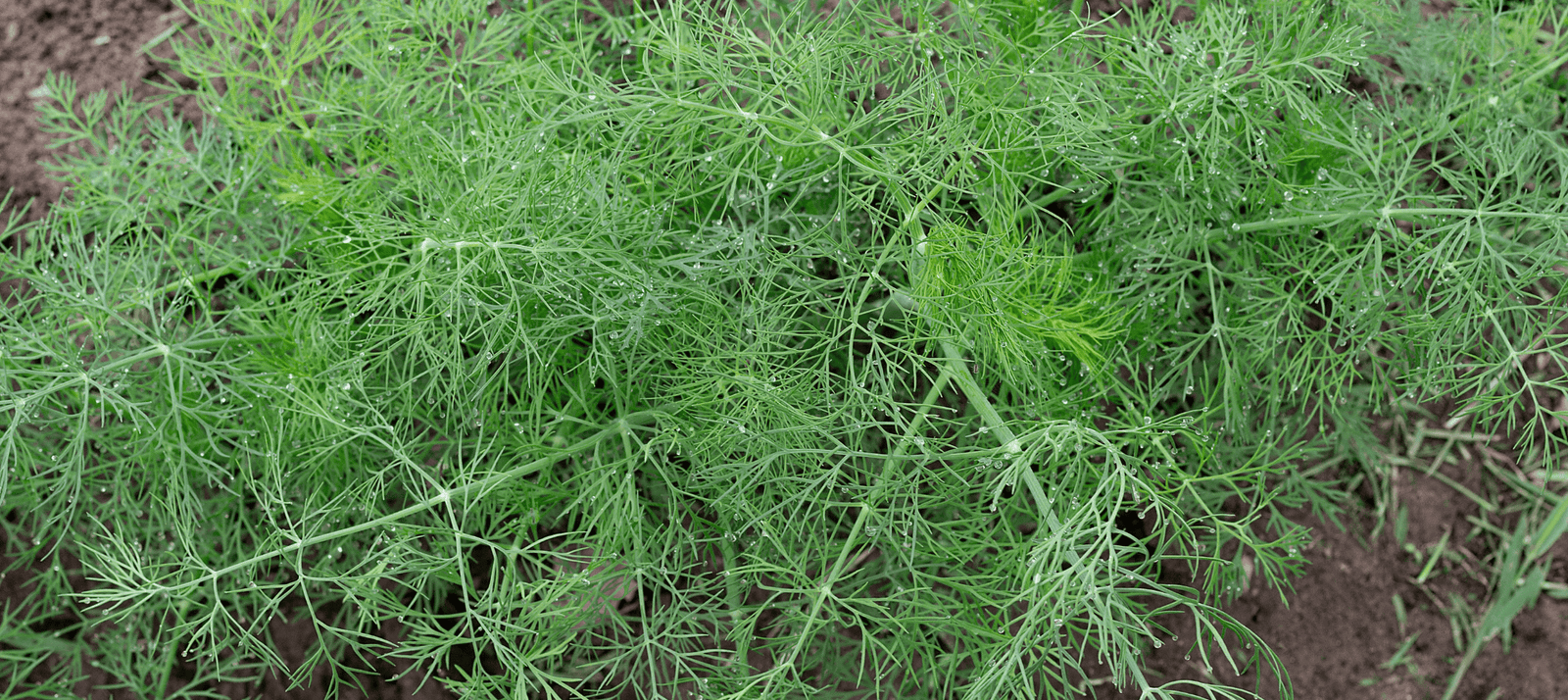 Dille zaaien - snelle start info