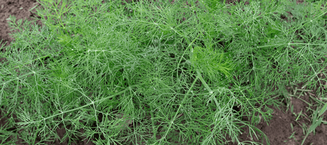 Dille zaaien - snelle start info