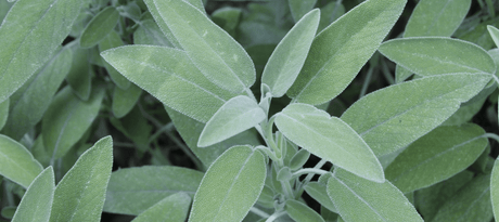 Salie zaaien - snelle startfiche