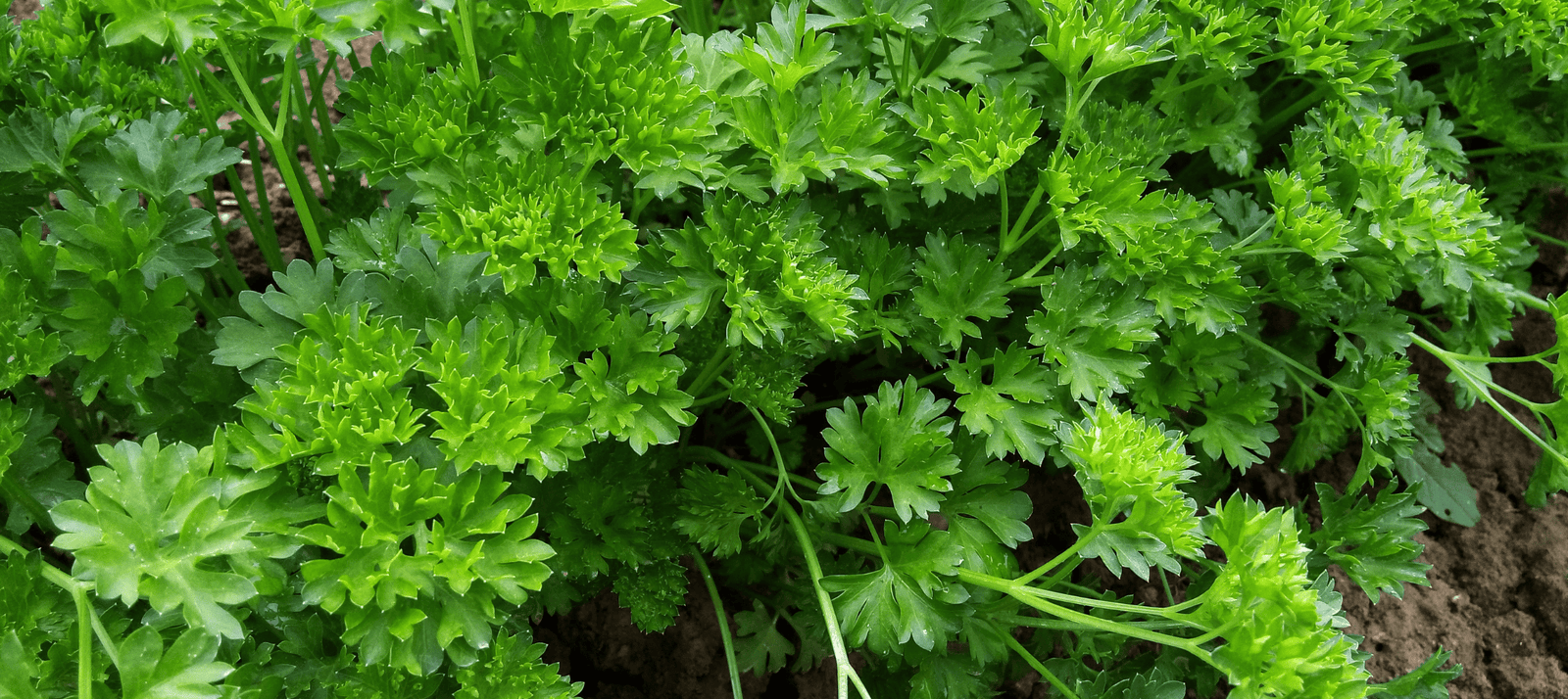 Peterselie zaaien - snelle startinfo