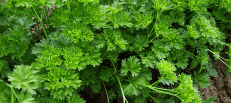 Peterselie zaaien - snelle startinfo