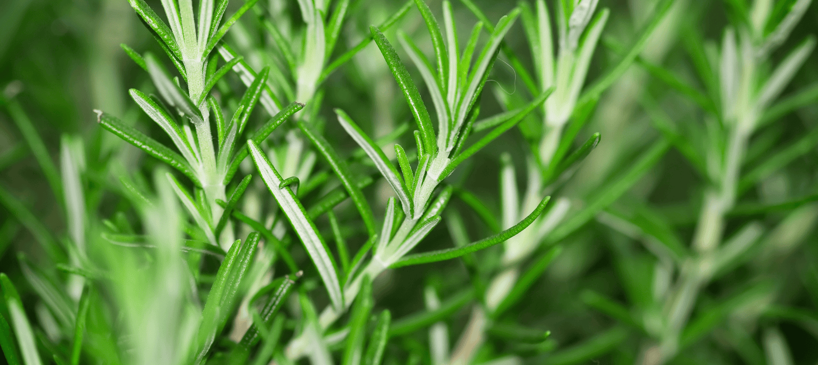 Rozemarijn zaaien - snelle startfiche