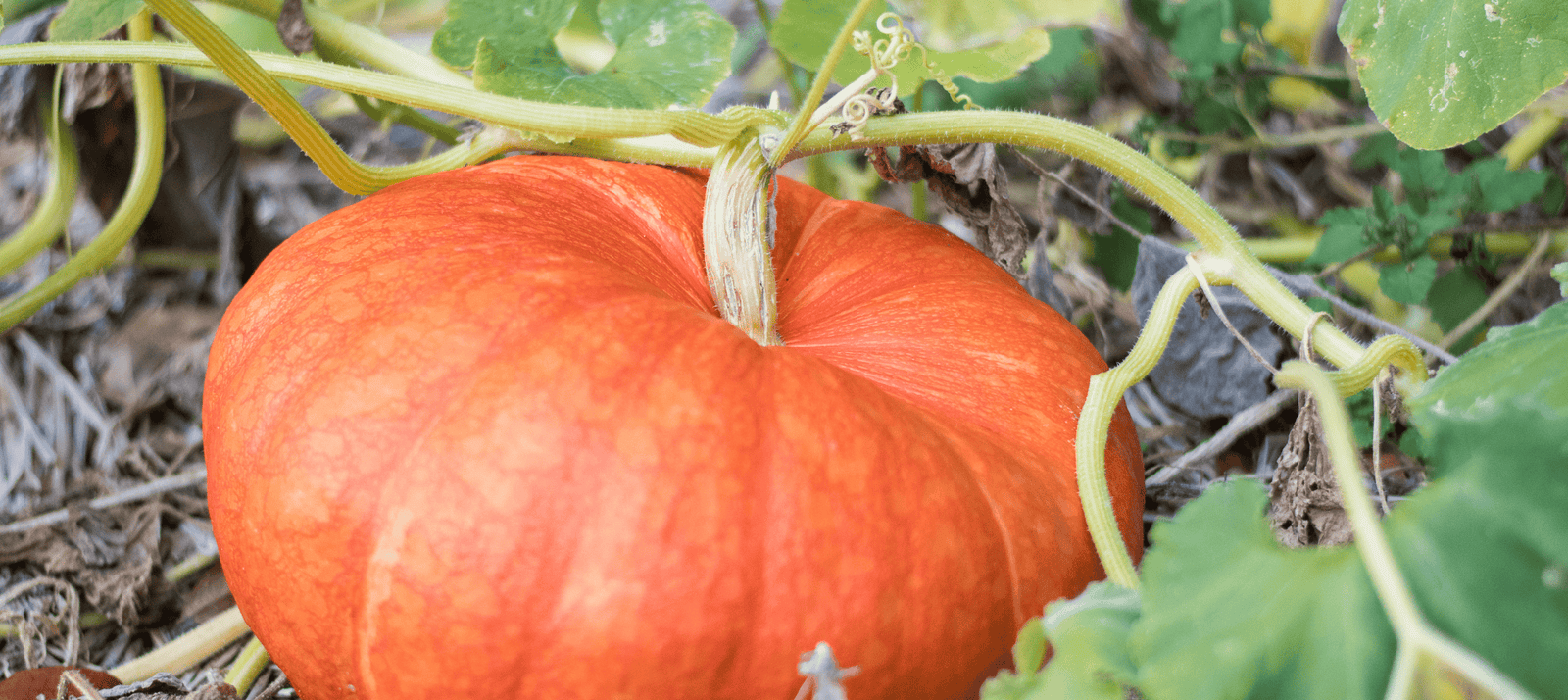 Pompoen zaaien - snelle startinfo