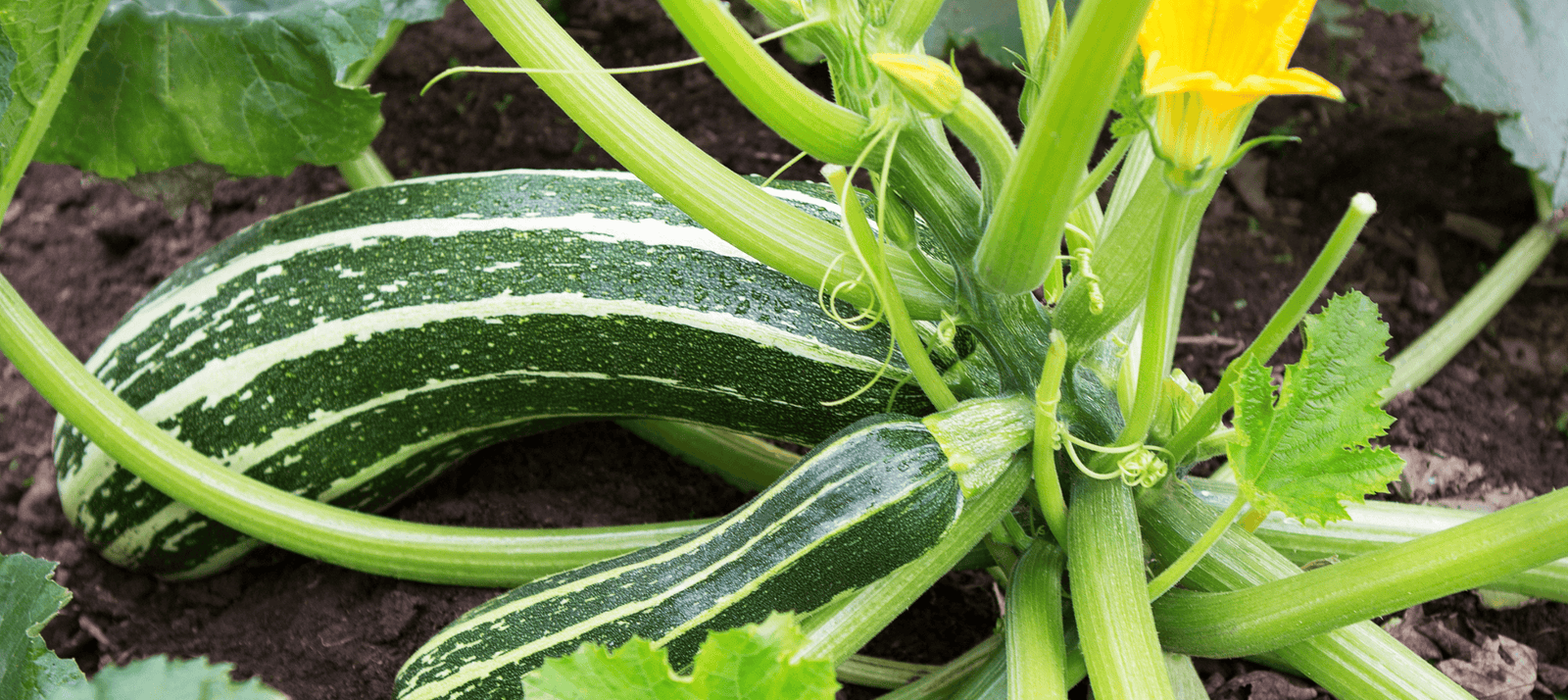 Courgette zaaien - snelle startinfo