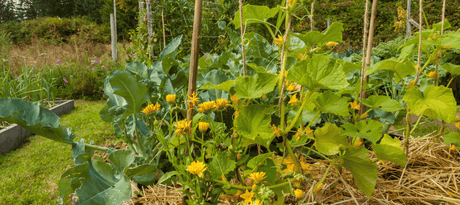 Augurk zaaien - snelle start info