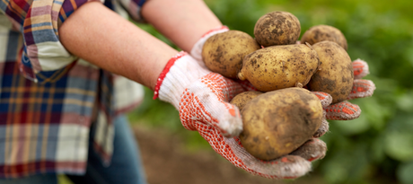Aardappelen poten - snelle startfiche