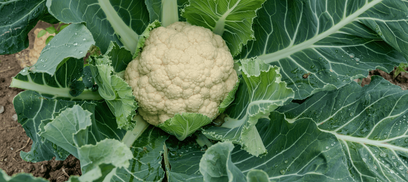 Bloemkool kweken in de moestuin