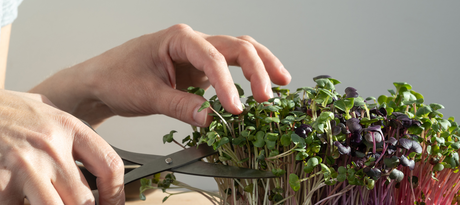 Kiemgroenten Rode biet