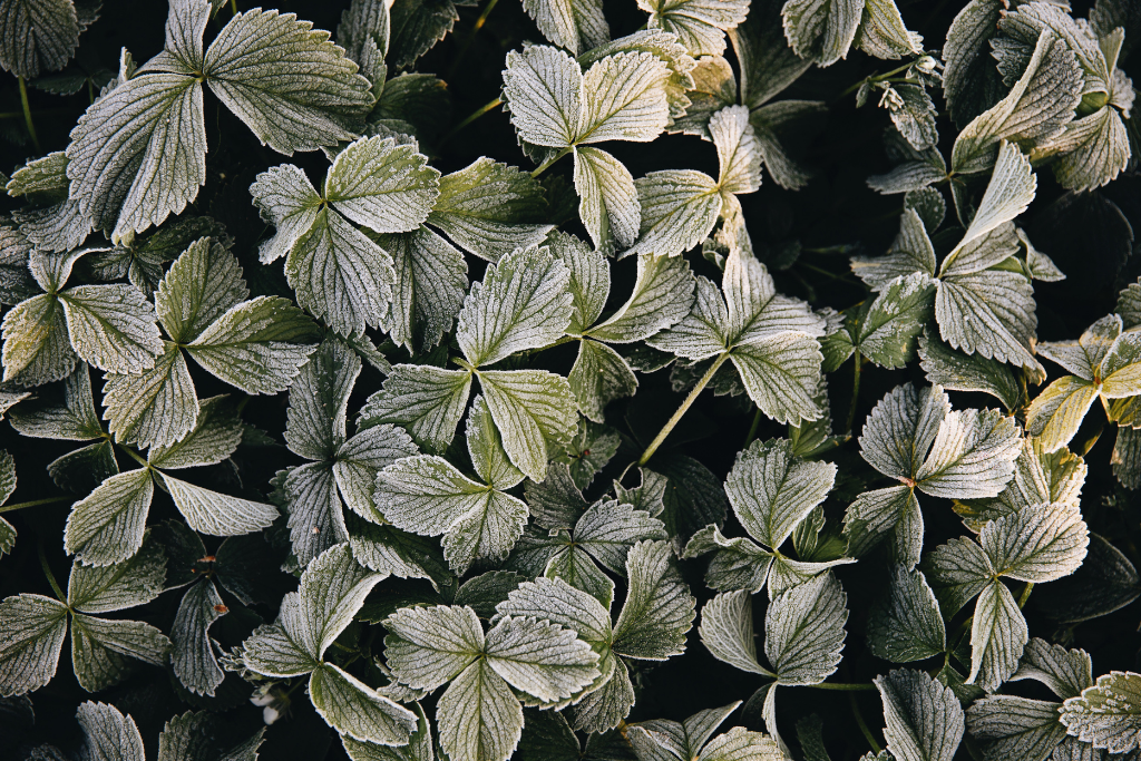 Februari zaaikalender Plukkers