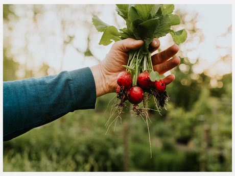 radijzen in de moestuin