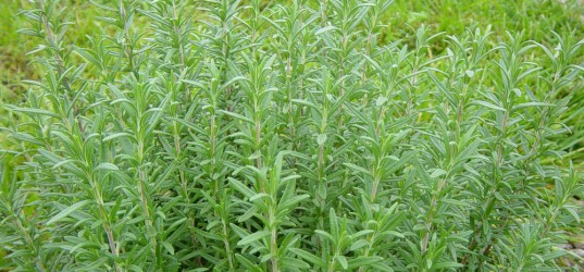 Rozemarijn zaaien info op Moestuinweetjes.com