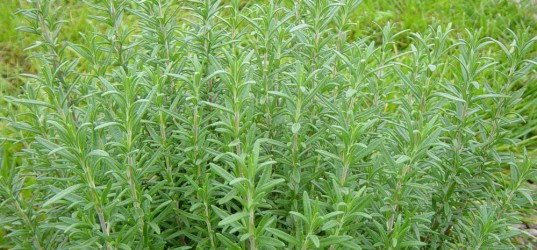 Rozemarijn zaaien info op Moestuinweetjes.com