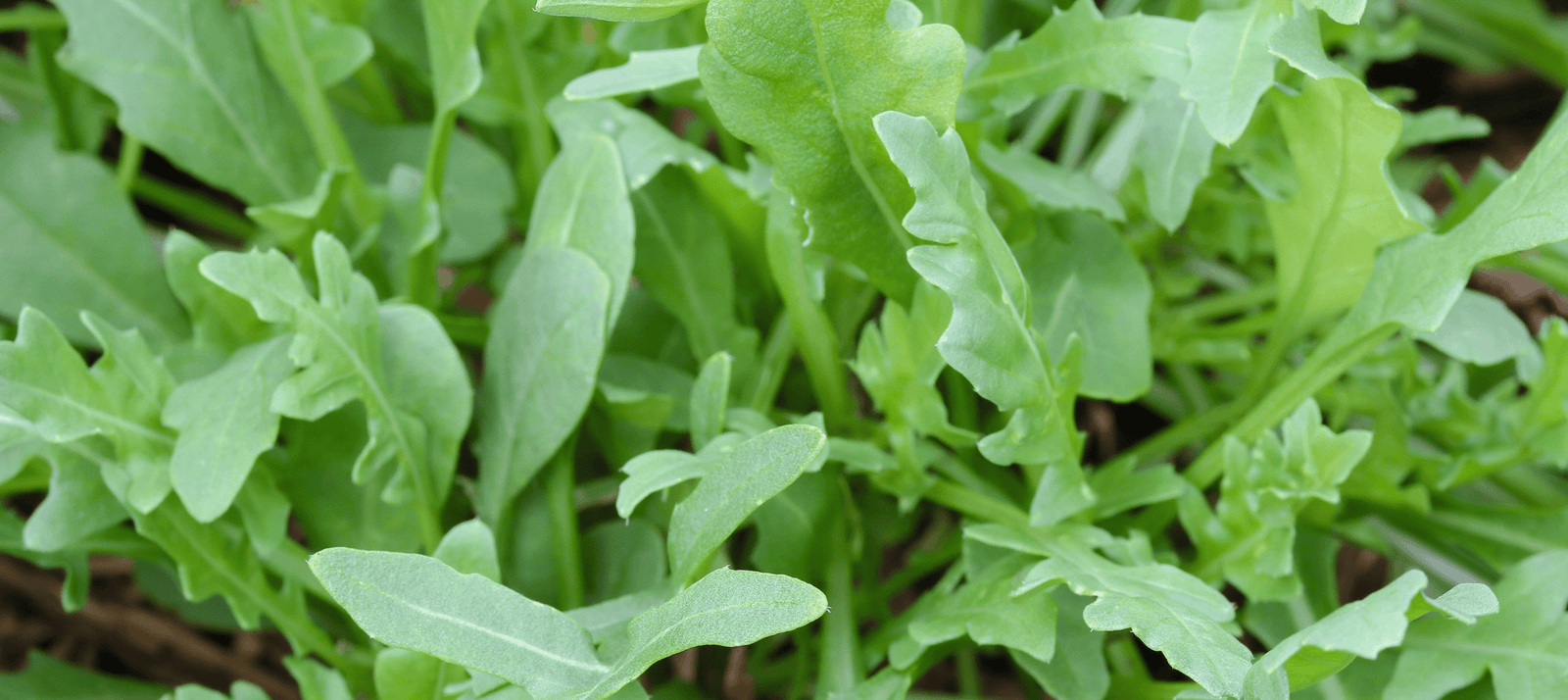Rucola zaaien, racketsla, notensla,.. veel namen voor hetzelfde bladgewas. Geeft de nootachtige smaak aan je salades, combineer met walnoten, parmesaan en honing