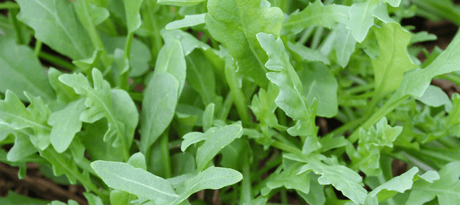 Rucola zaaien, racketsla, notensla,.. veel namen voor hetzelfde bladgewas. Geeft de nootachtige smaak aan je salades, combineer met walnoten, parmesaan en honing