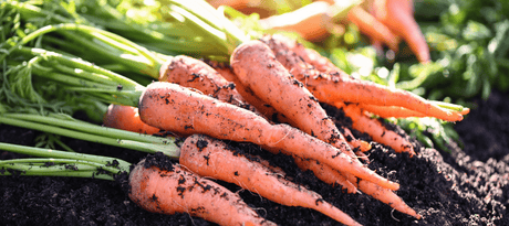 Hoe zaai kweek ik wortelen