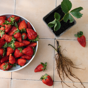 Aardbeiplanten