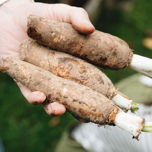 Chicory roots