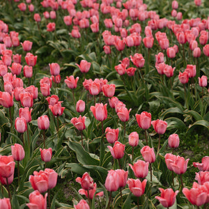 Spring bulbs