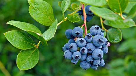 Blauwe bessen struik