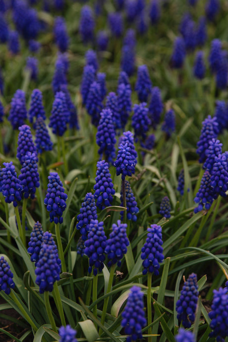 Blauwe druifjes (muscari)