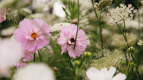 Cosmea (cosmos) zaden