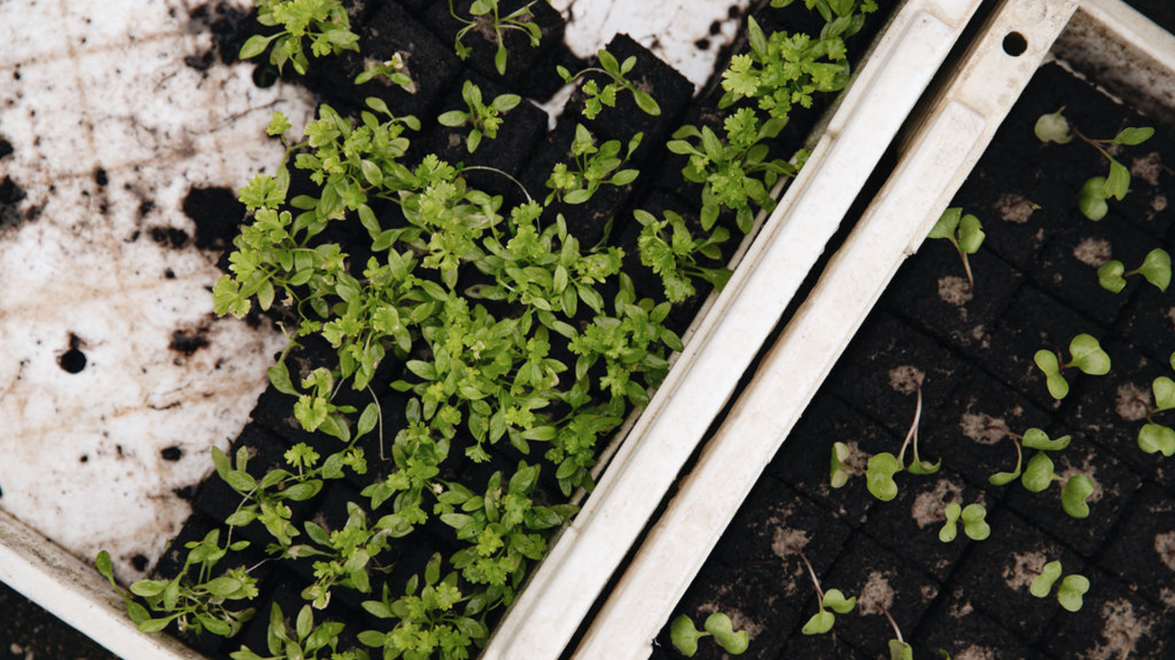 Eenjarige moestuinplanten