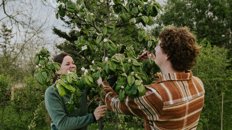 Fruit- en notenbomen