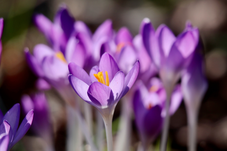 Krokussen (crocus)