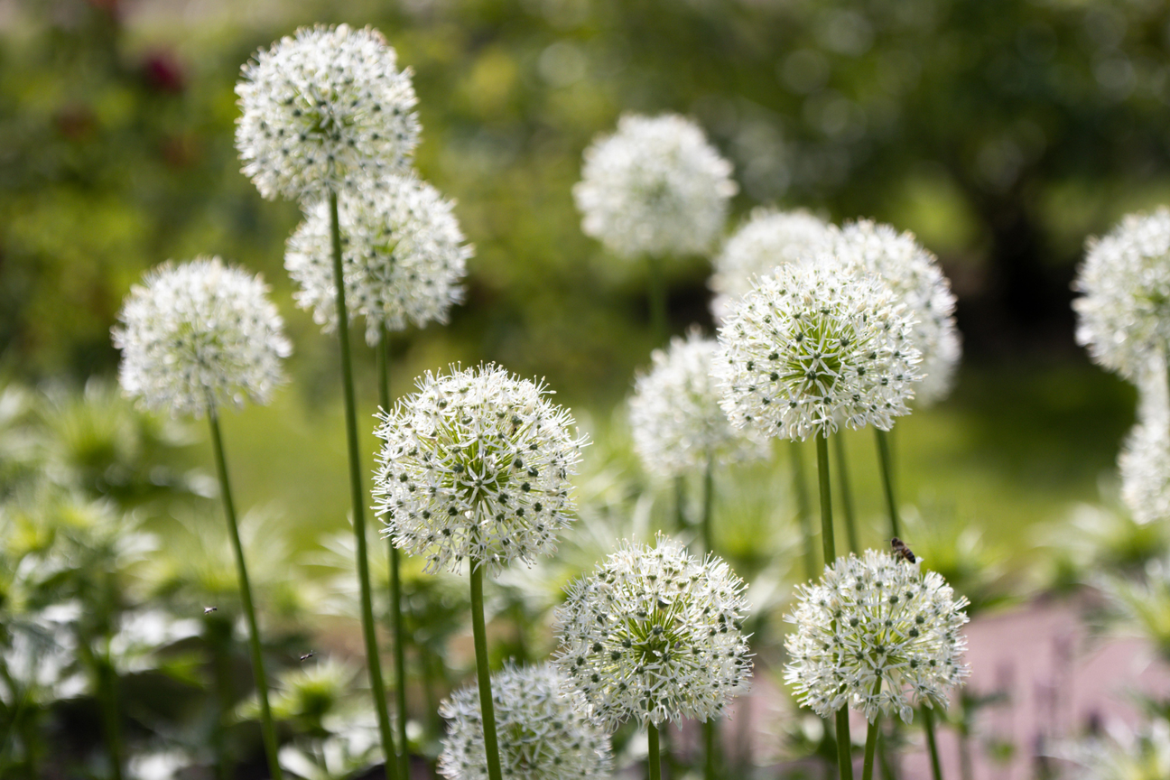Alliums