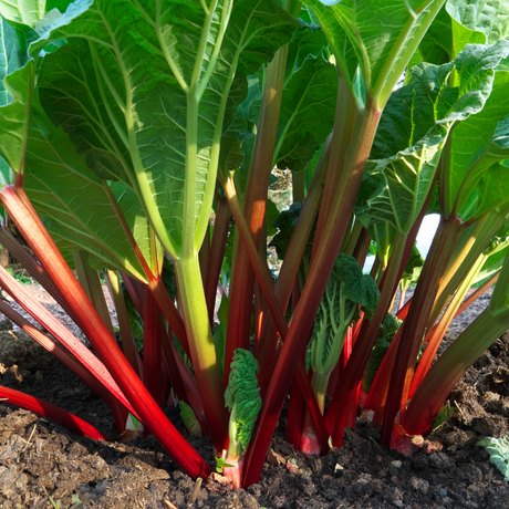 Rabarberplant 'Ruby Jack' - foto 2