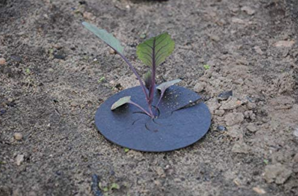 Koolgewassen planten