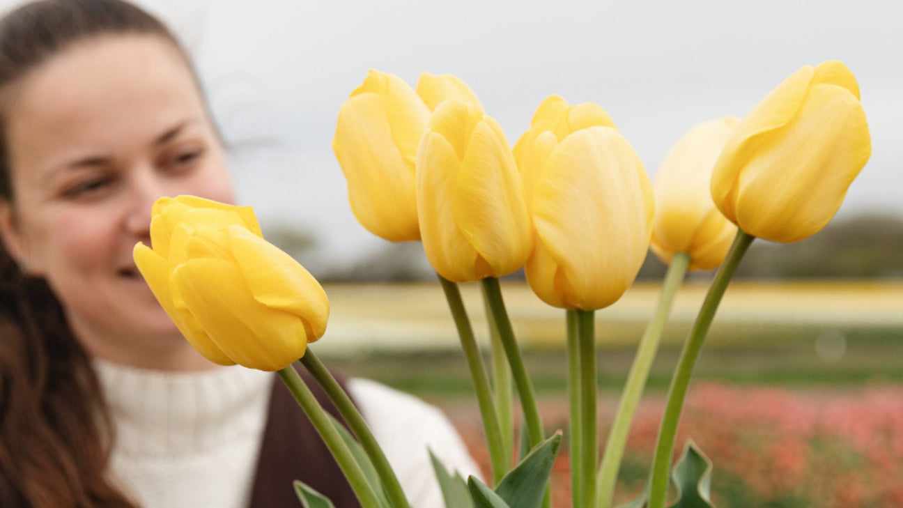 Tulpenbollen