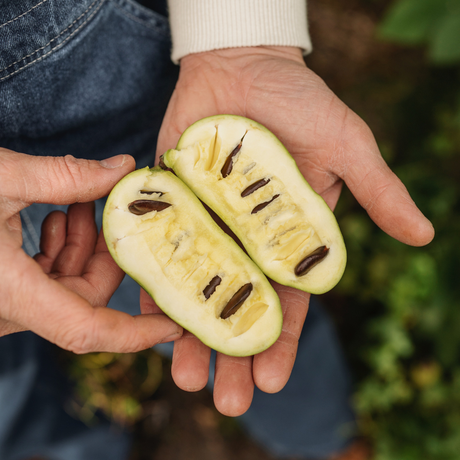 Pawpaw zaailing BIO - Plukkers.com