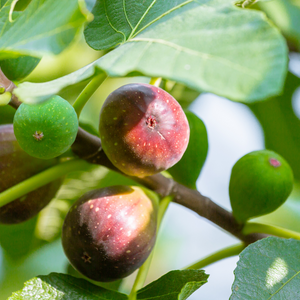 Vijgenplanten