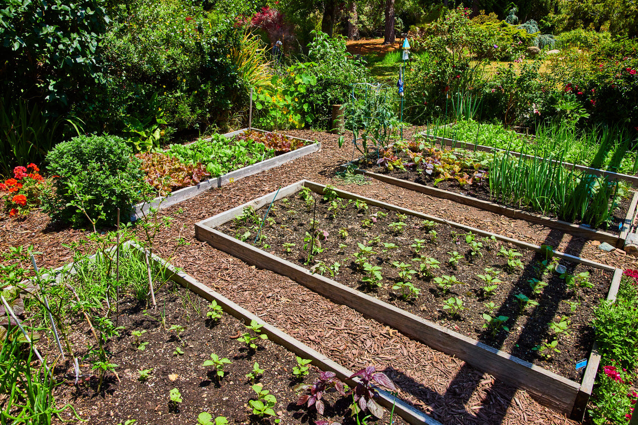 Moestuinbedden en paden schikken is erg belangrijk tijdens de aanleg van je moestuin.